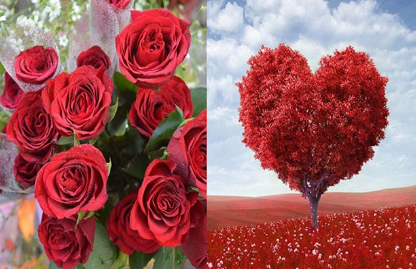 Valentines Day begins with Rose Day different shades of roses are of special importance