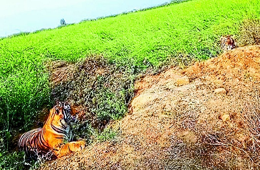 बाघ-बाघिन ने खेतों में डाला डेरा, ग्रामीणों में दहशत