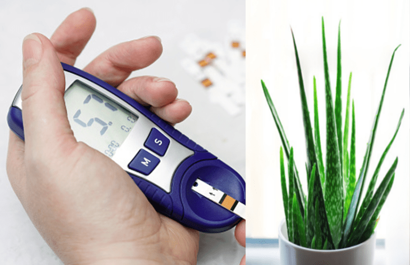 Diabetes Cure: Aloe Vera useful to Treat diabetes
