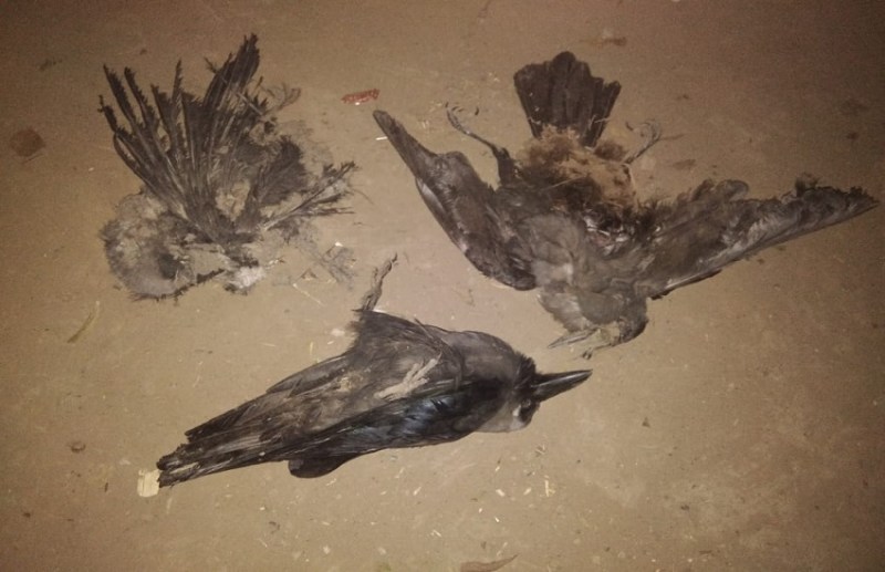 Dead Crow