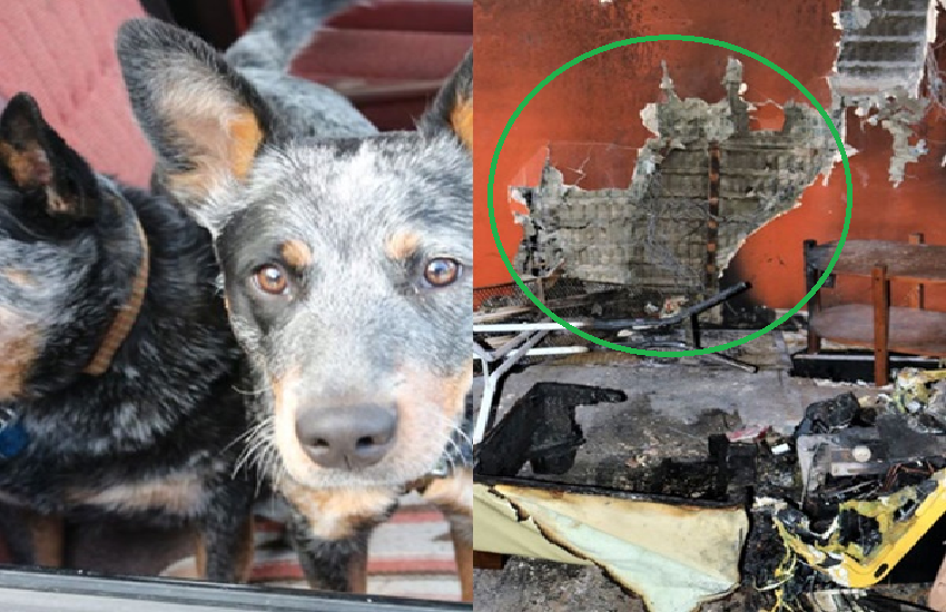 two dogs starts fire at home video goes viral