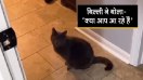 cat video
