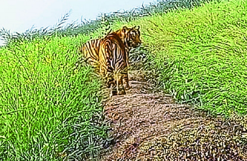 वापस खेतों की ओर लौटे बाघ बाघिन