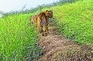 वापस खेतों की ओर लौटे बाघ बाघिन