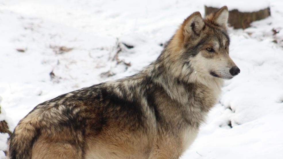 wolf.jpg