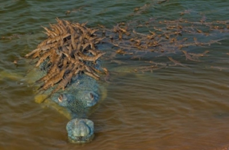 अपने बच्चों को पीठ पर बैठा नदी पार करवा रहा पिता