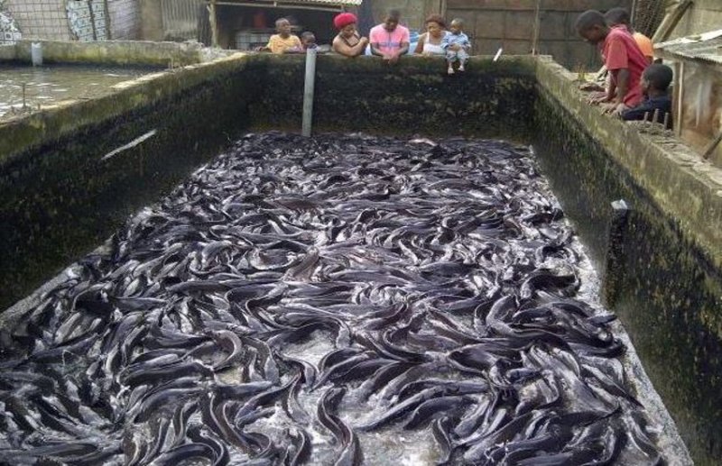 बायोफ्लॉक मछली पालन: जानिए कम जगह और कम पानी में कैसे करें मछली का बंपर प्रोडक्शन