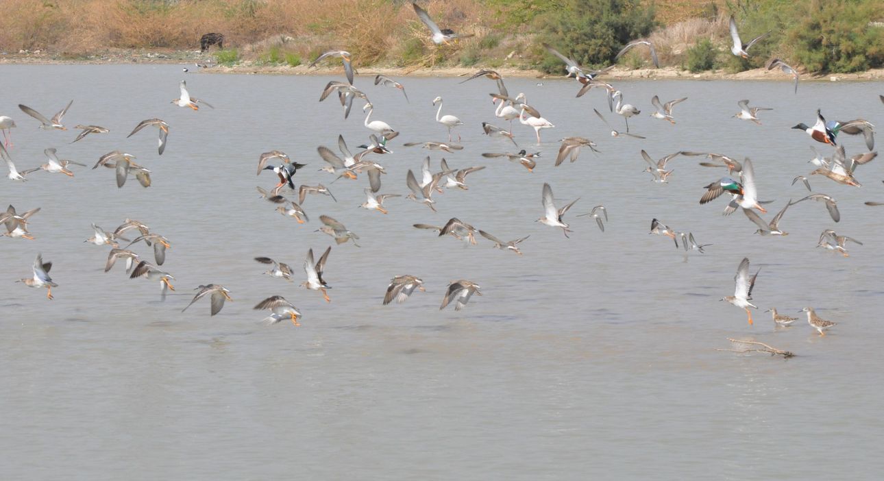 kuchaman. sambhar lake. Biodiversity management
