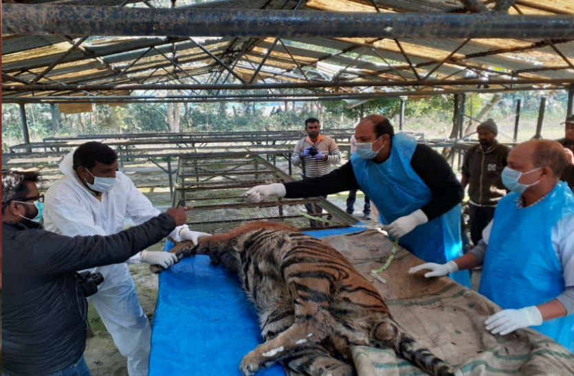 Tiger's dead body found in Pilibhit