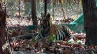 Four tiger out Inclojr, and preparing to send Tiger Satpura