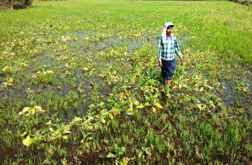 Unseasonal rains caused damage to other vegetable crops including Rabi crops ...