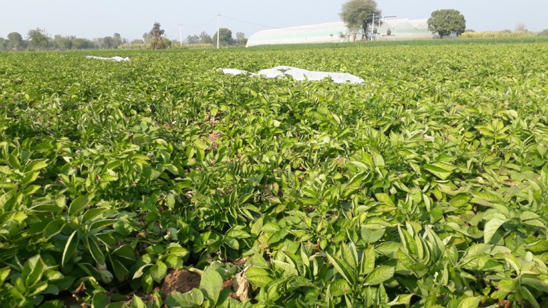 बूंदी के आलू ने आस्ट्रेलिया में मचाई धूम, जाने कैसे...