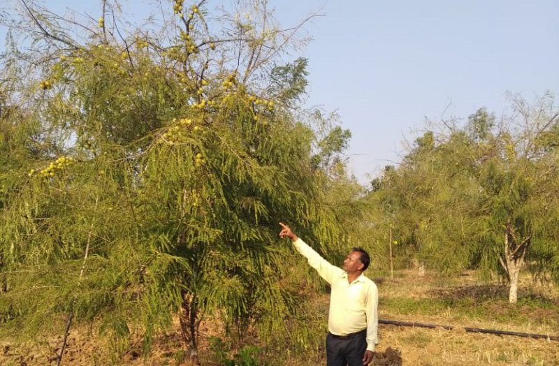 Success Story of Advanced Farmer of Katni District