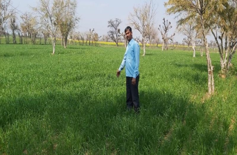 लहलहाने लगी काले गेहूं की फसल, फायदे जानकर रह जाएंगे दंग