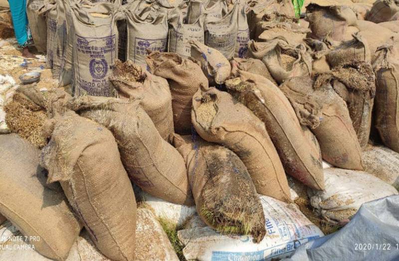 समितियों में बारदाना संकट, परिवहन संकट ने खोली पोल, धान की बोरियों में आया अंकुरण