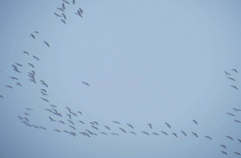 मेहमान परिंदों ने भरी अपने वतन की उड़ान