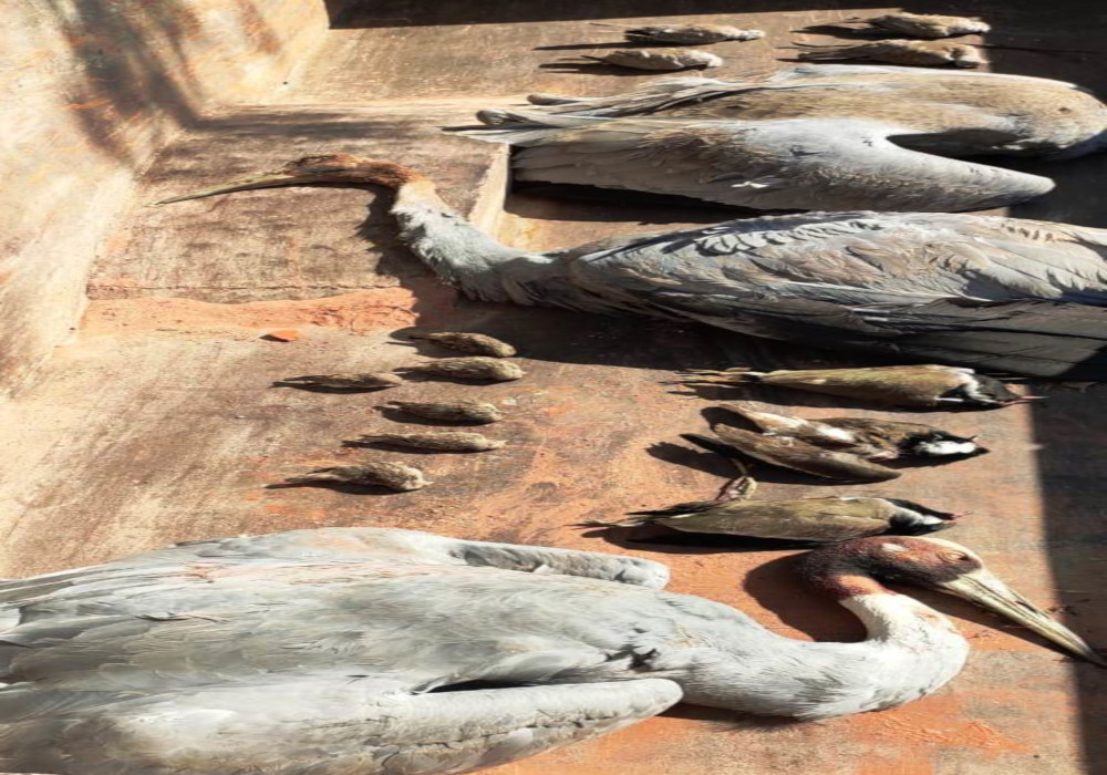 इटावा में डेढ़ दर्जन दुर्लभ पक्षियों की मौत