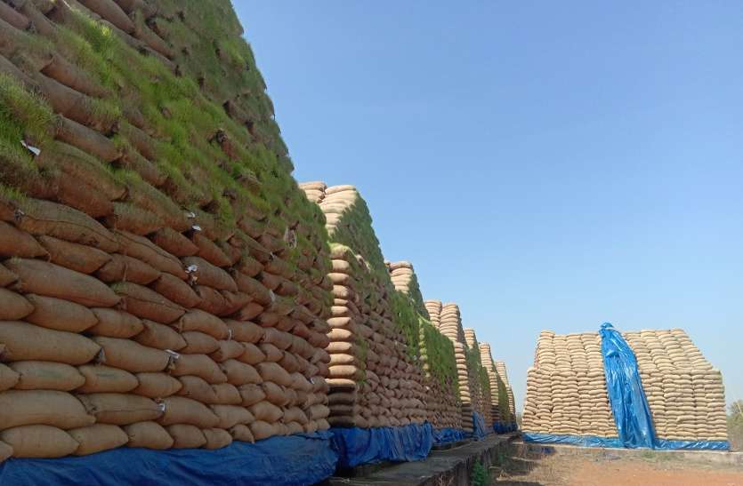 Thousands quintals of paddy ruin in open cap majhgwan