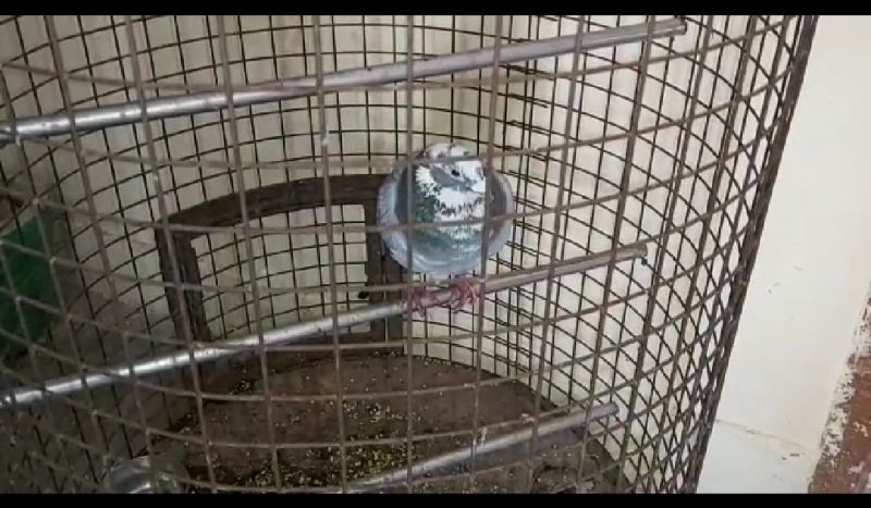 थाने में खास देखरेख में रखा गया है ये कबूतर, जयपुर इंटेलिजेंस की रिपोर्ट का हो रहा है इंतेजार