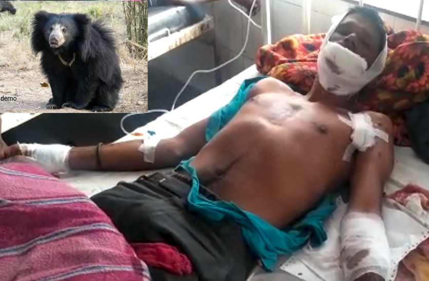 Bear Attack On Young Man : Bear Attack One Injured