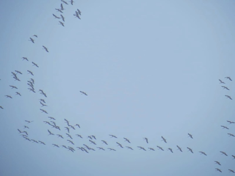 फलोदी से उड़ान भरते हुए कुरजां 