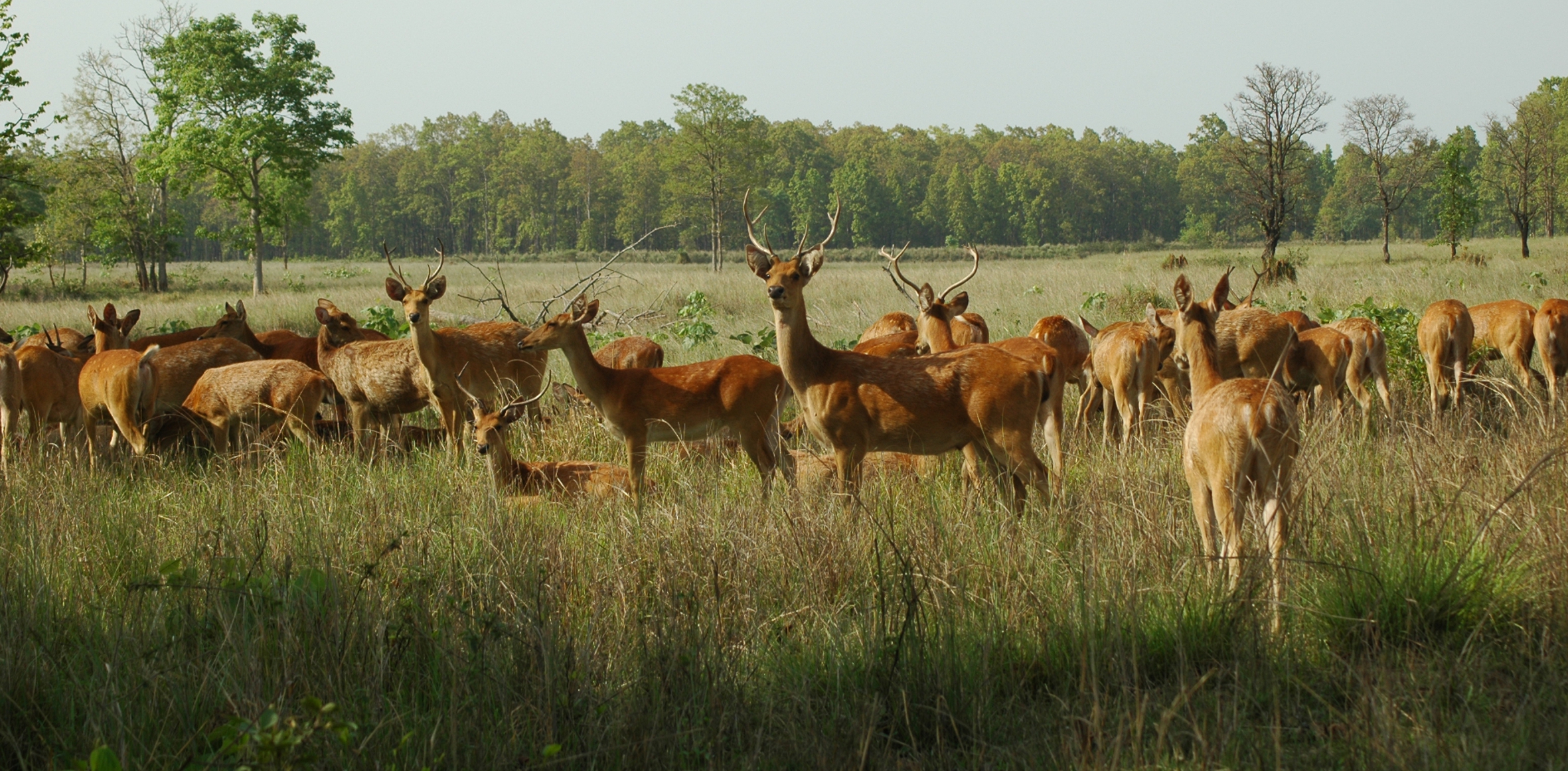 13 reindeer reached Satpura from Kanha to increase the family