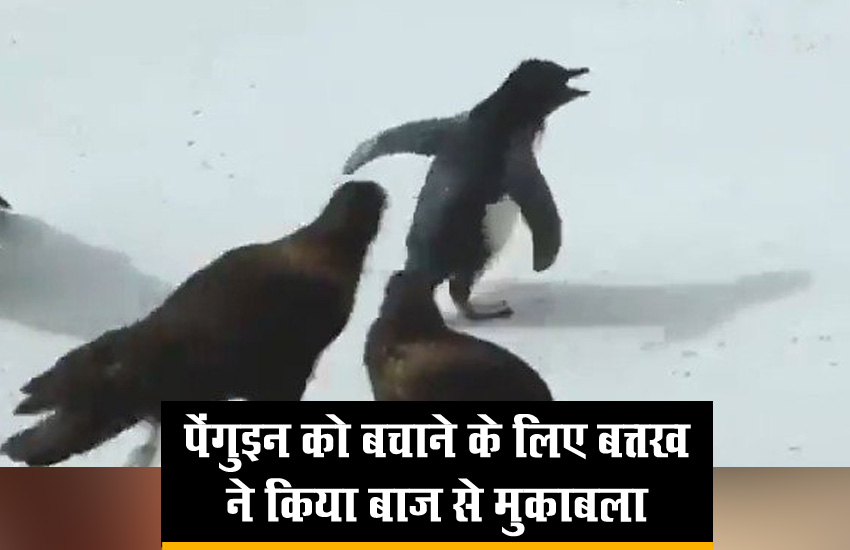 पेंगुइन को बचाने के लिए बत्तखों ने बाज से किए दो-दो हाथ, देखें वीडियो