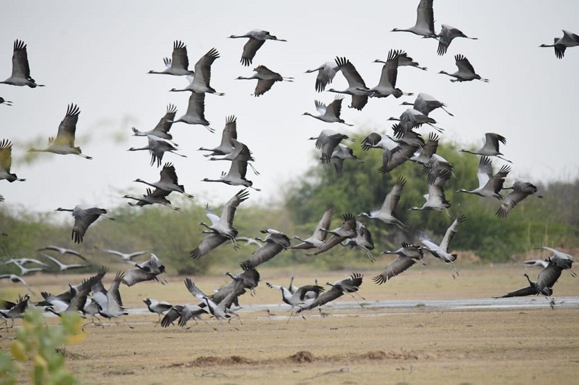 Siberian bird Kurjan's return phase begins in jaisalmer