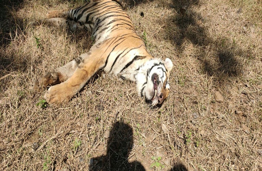 टाइगर रिजर्व में नील गायों ने बाघिन को मार डाला