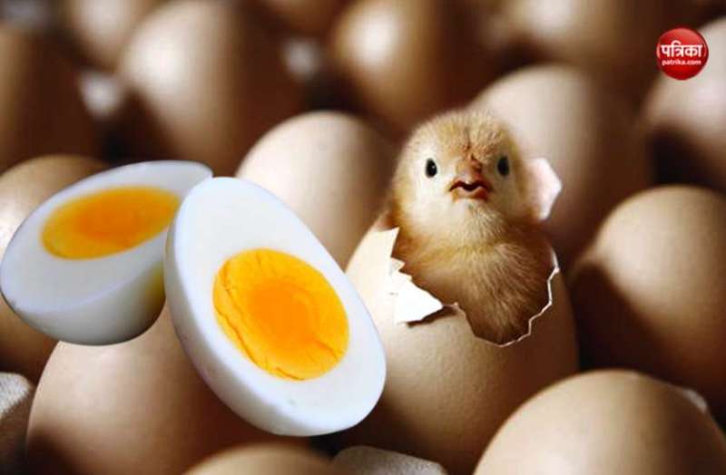 पत्रिका पड़ताल: कोरोना वायरस की चपेट में अंडा और ब्रायलर कारोबार, कीमतों में भारी गिरावट