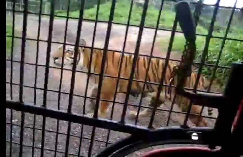 नंदनवन जंगल सफारी में टूरिस्ट बस पर बाघ का हमला, वीडियो वायरल, दो कर्मचारी बर्खास्त
