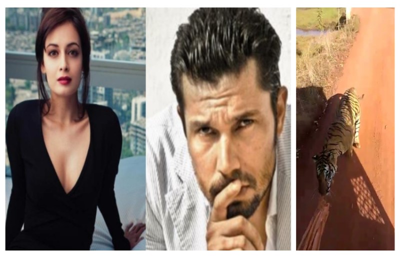 जंगल सफारी में बाघ के साथ छेड़खानी को रणदीप हुडा और दिया मिर्जा ने बताया शर्मनाक, तीन कर्मचारी निलंबित