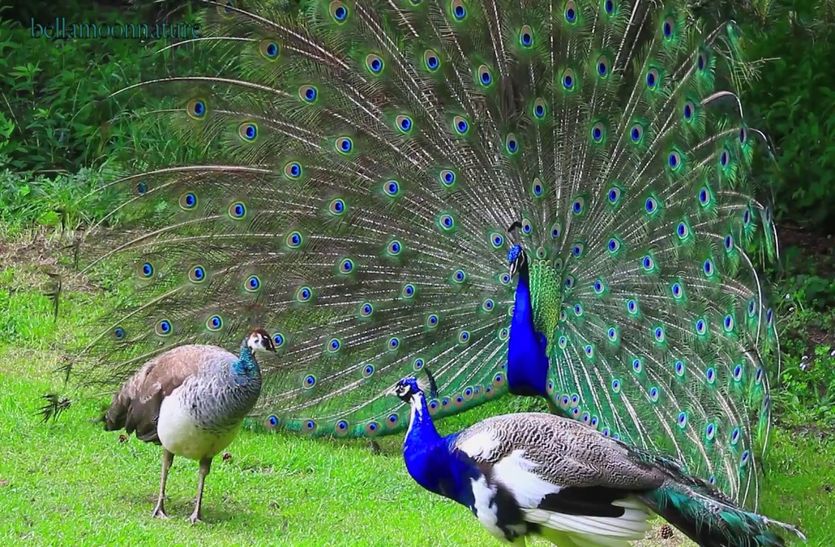 peacock in rajasthan