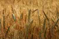 Wheat procurement will start from March 25, rate 1925 per quintal.