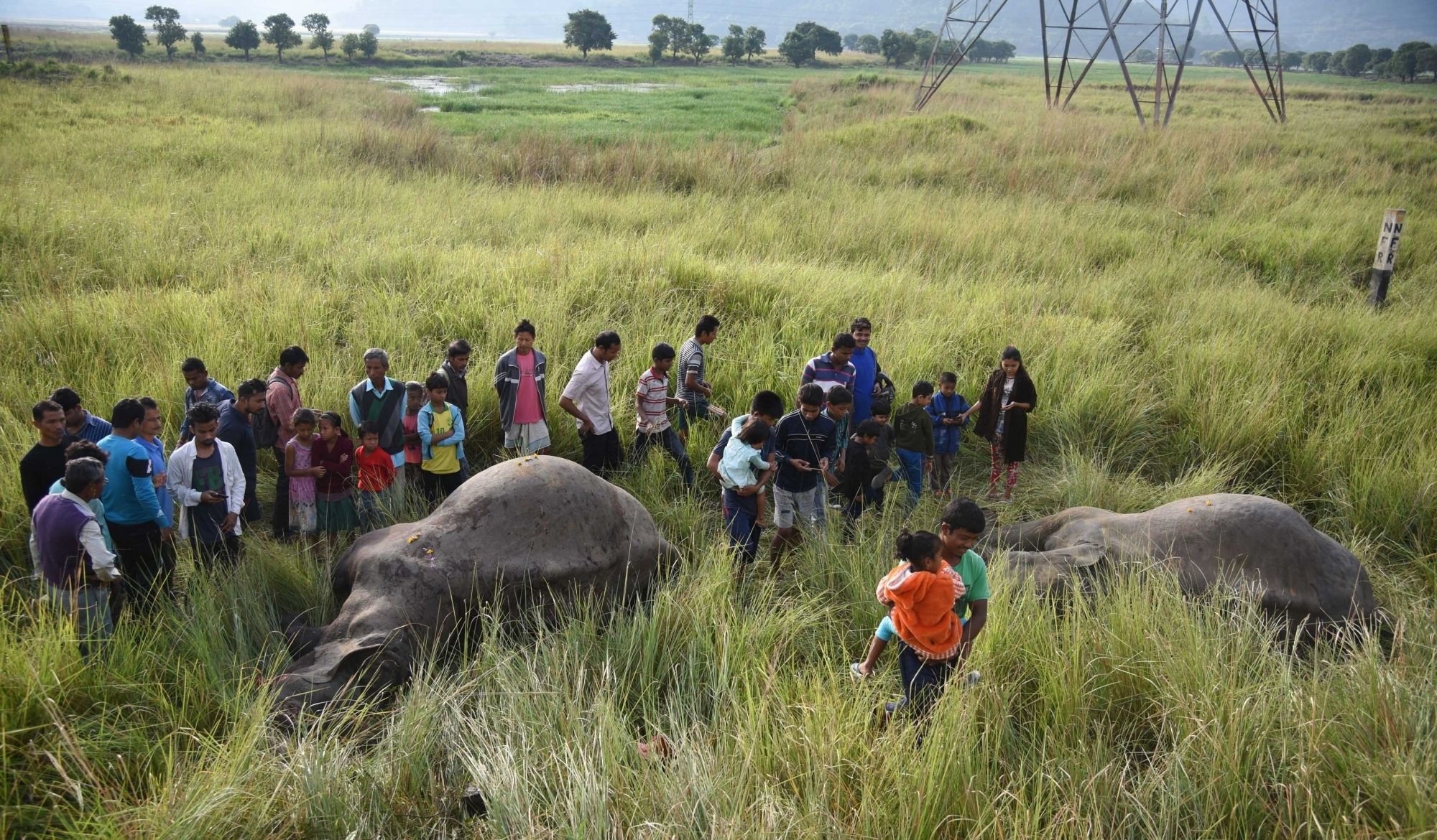 Elephant :  ओडिशा में तीन साल में 246 हाथियों की मौत