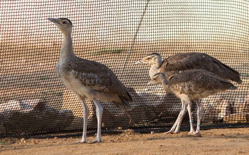 अंतरराष्ट्रीय सम्मेलन में शुभंकर बना राजस्थान का राज्य पक्षी गोडावण