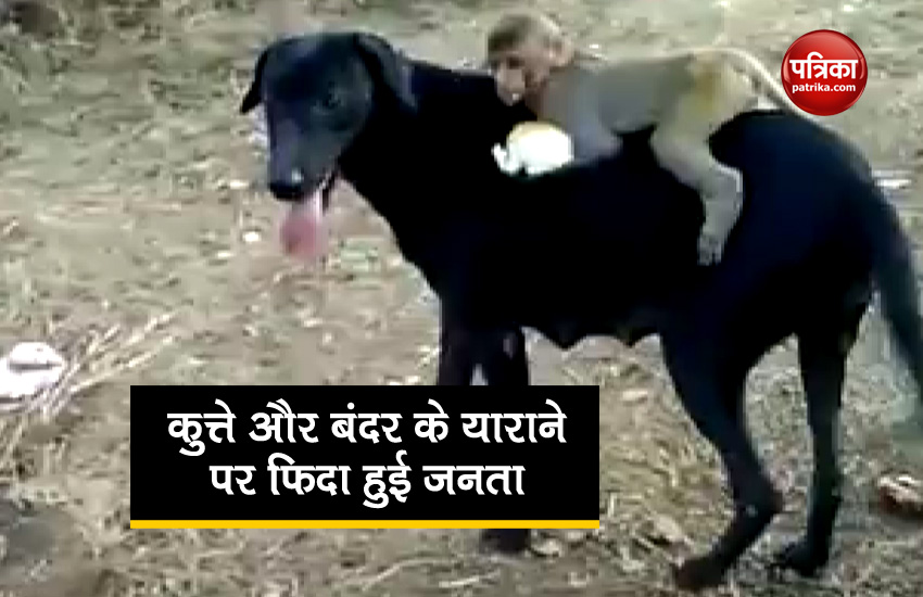 अनूठी दोस्ती: कुत्ते की पीठ पर बंदर के बच्चे ने की शान की सवारी, देखें वायरल वीडियो