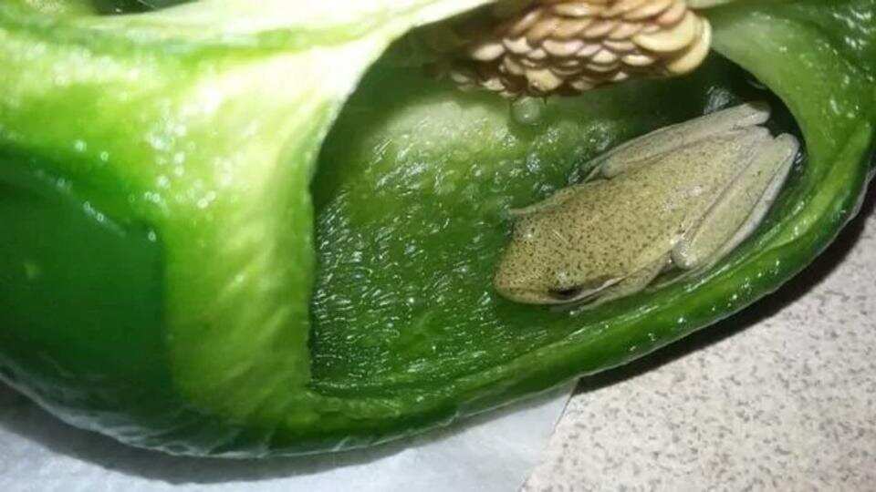 couple finds live frog in Bell pepper