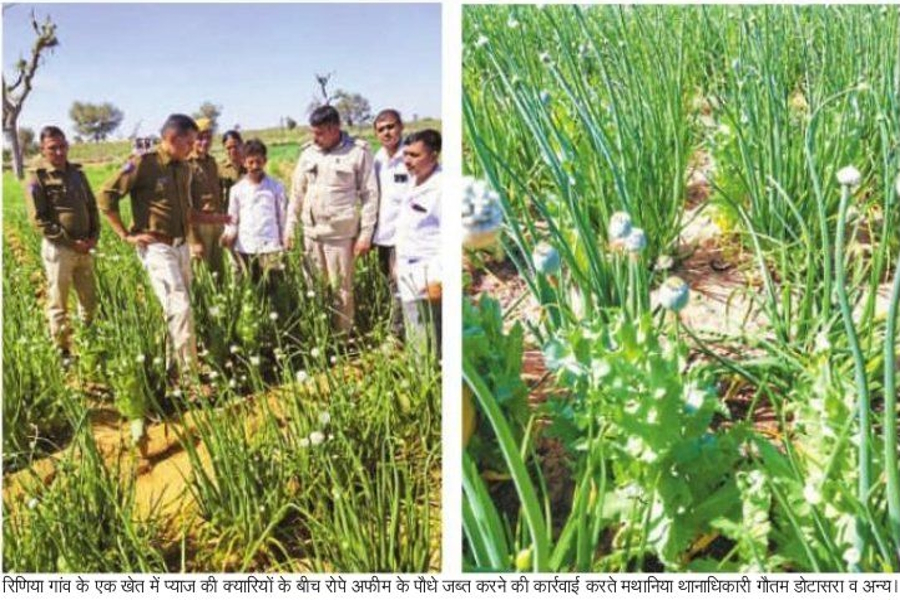opium crop discovered in farms at mathania of jodhpur, one arrested