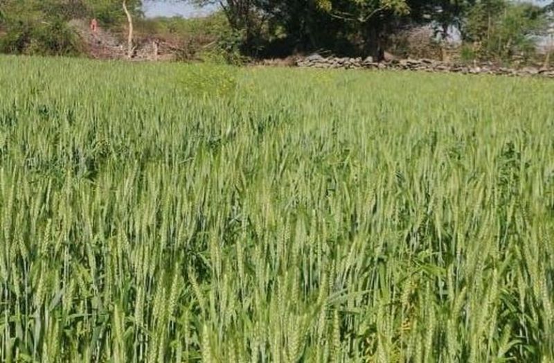 दशक की सबसे अधिक खपत रही डीएपी व यूरिया की