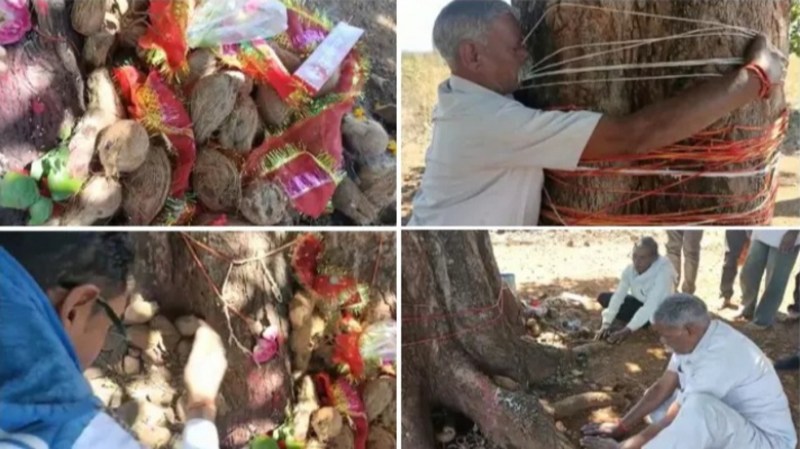 Mahua tree became the center of faith, getting rid of incurable diseases
