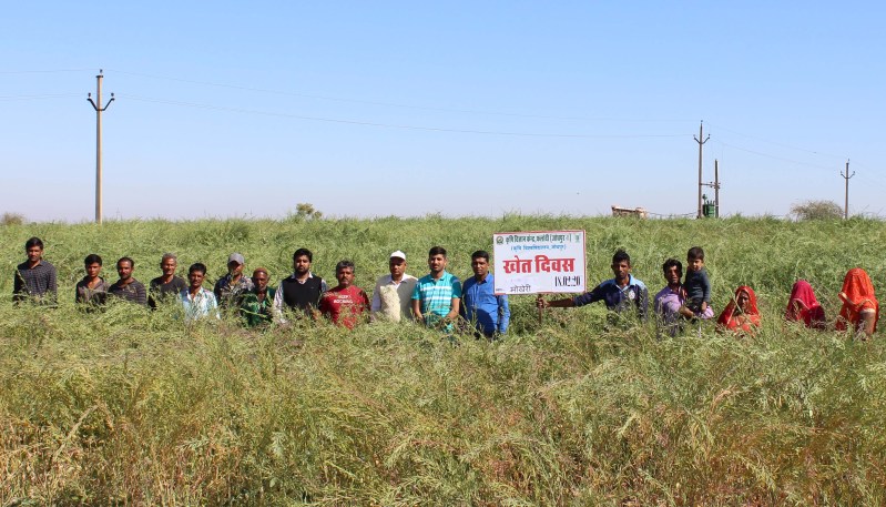 कृषि विज्ञान केन्द्र ने सरसों की गिरिराज किस्म का १२० हैक्टेयर भूमि पर लगाया था अग्रिम प्रंक्ति प्रदर्शन