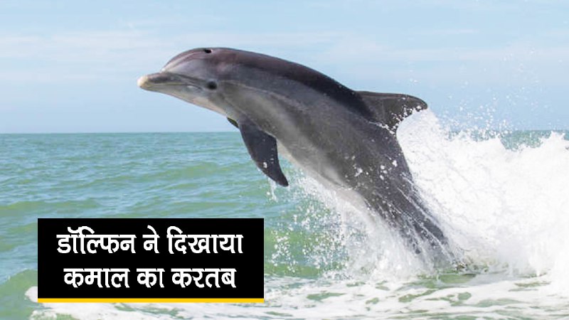 डॉल्फिन ने समुद्र में खाई कमाल की कलाबजी, देखें वायरल वीडियो