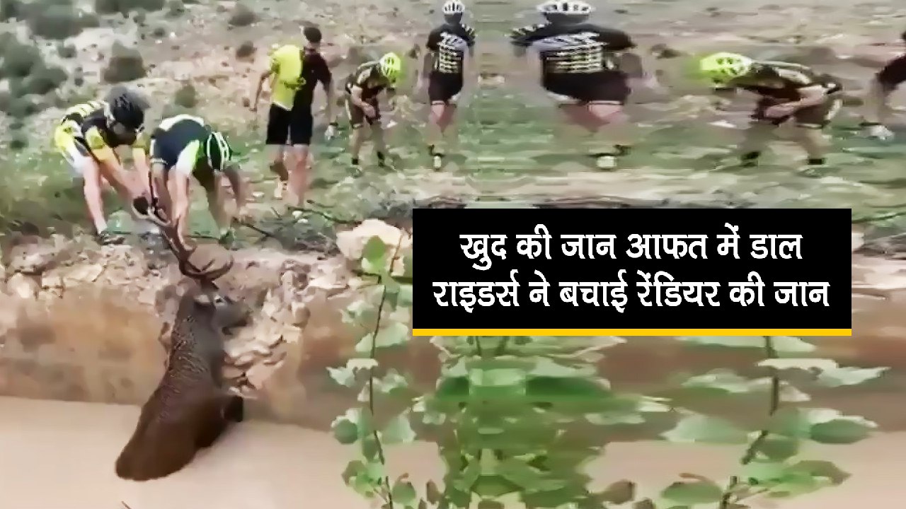 राइडर्स ने बचाई रेंडियर की जान, देखें वायरल वीडियो