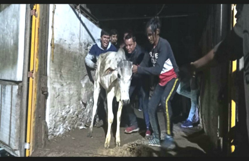 गौ सेवकों को पीछा करते देख हाइवे किनारे कंटेनर को छोड़ भागे मवेशी तस्कर, 55 गायों की जान बचाई