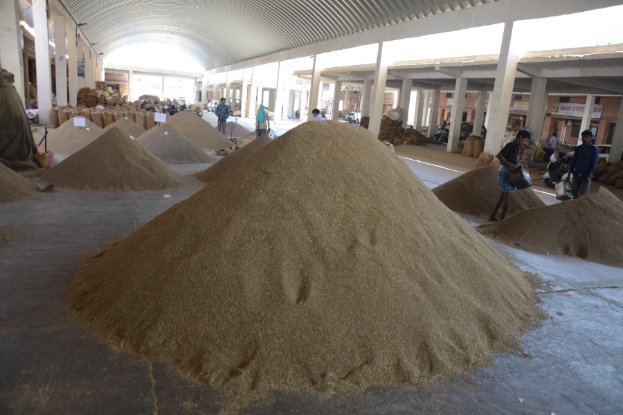 India's cumin export increased upto 2900 crore, agriculture university