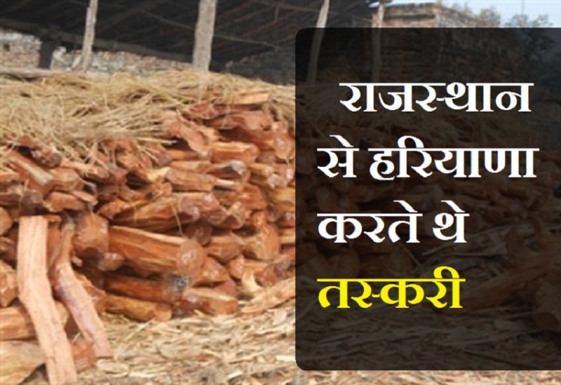 खैर की लकड़ी की हरियाणा करते थे तस्करी, वन विभाग के हत्थे चढ़े