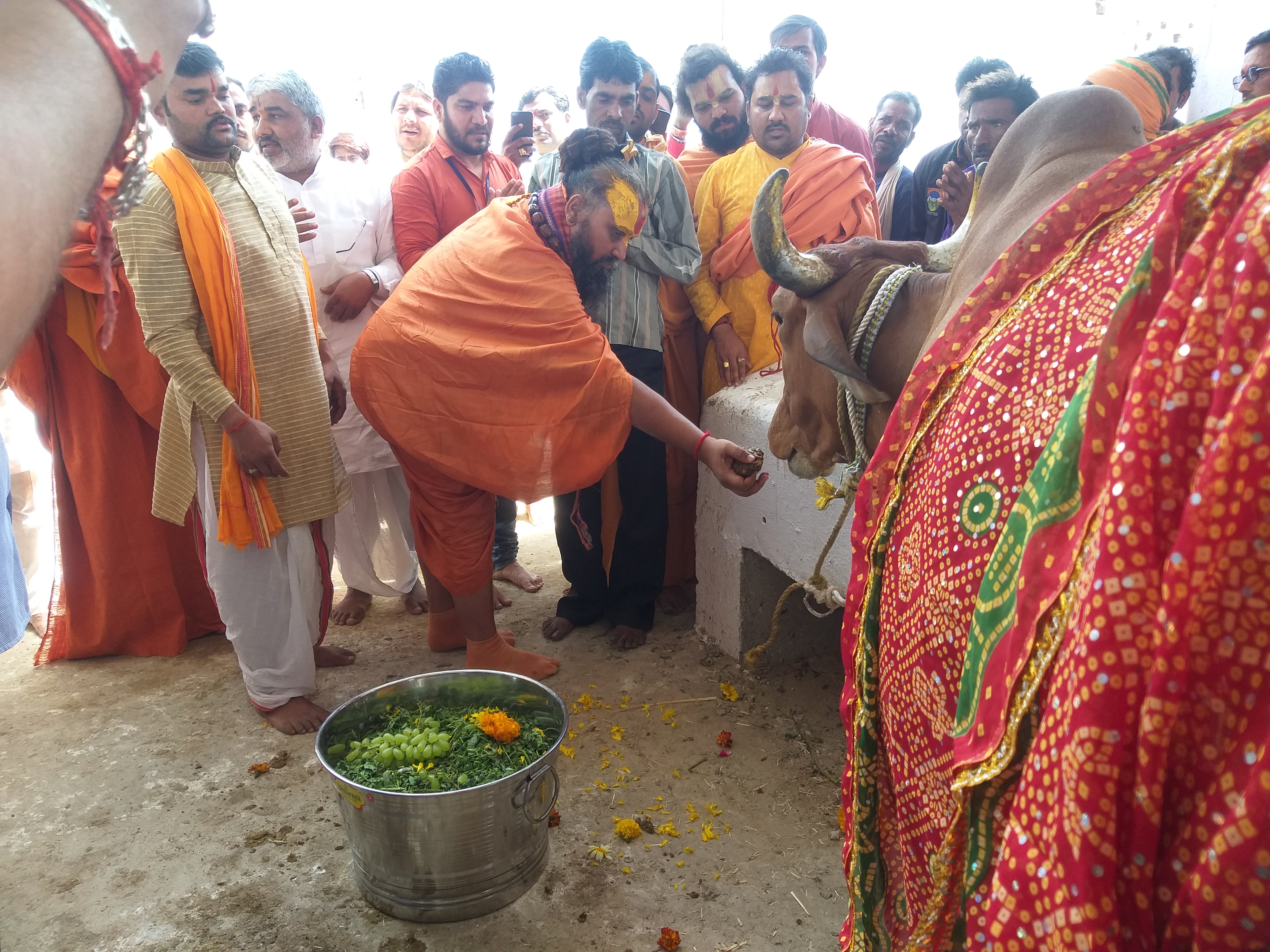 आनंदपुर। गोशाला के लोकार्पण के दौरान गाय को फल खिलाते महाराज।