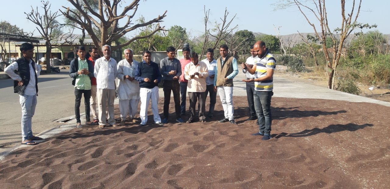 लालसोट व मंडावरी मंडियों में नई सरसों की आवक शुरू