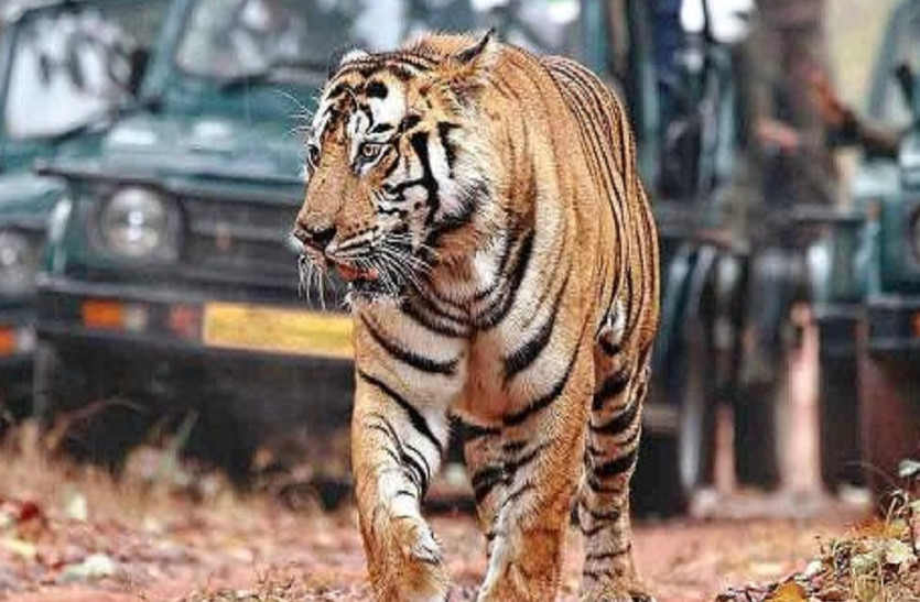 रणथम्भौर से 26 बाघ गायब, सांसद दीयाकुमारी ने लिखा प्रकाश जावड़ेकर को पत्र